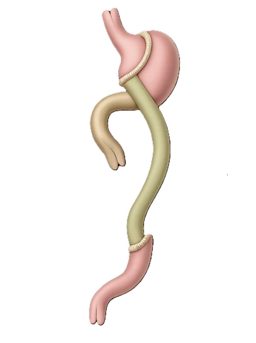 Bypass the Small Intestine